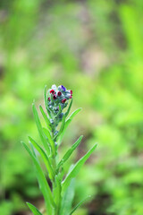 Flowering houndstongue plant - Cynoglossum officinale - on blurred green background