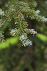 New light blue shoots on a conifer tree as a natural background. Photo with copy space