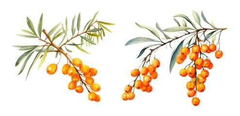 Sea ​​buckthorn branch, watercolor clipart illustration with isolated background. - obrazy, fototapety, plakaty