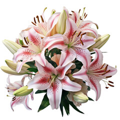 Alstroemeria: Friendship and mutual support (2)