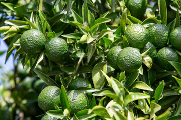 Close up of green limes on a branch of a tree with selected focus background