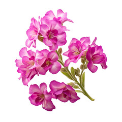 A bouquet of pink Matthiola (Stock) flowers, close-up view . symbolizes lasting beauty