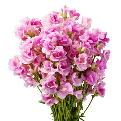  A bouquet of pink Matthiola (Stock) flower, close-up view