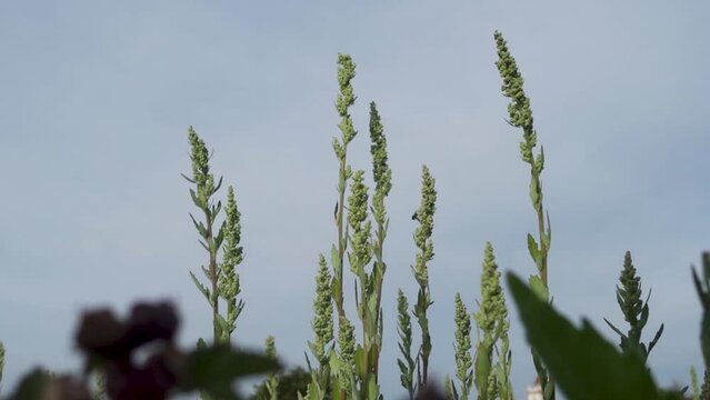 Abundant growth of Verbascum thapsus, the great mullein, in Himalayan meadows, Uttarakhand, India.