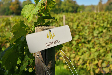 Riesling Grapes Sign on Fencepost in Vineyard