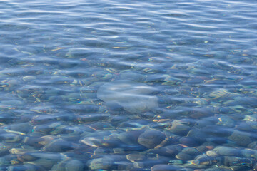 Transparent jellyfish floating above pebble seabed in clear blue water