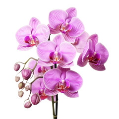 Obraz premium bouquet pink Cattleya Orchid: Mature charm (5)