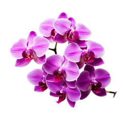 Fototapeta na wymiar bouquet pink Cattleya Orchid: Mature charm (2)