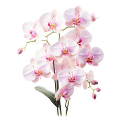 bouquet pink Cattleya Orchid: Mature charm 