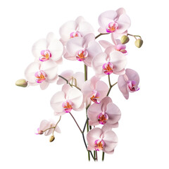 bouquet pink Cattleya Orchid: Mature charm 