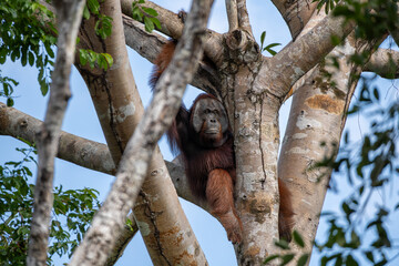 Orangutan in Borneo, Tanjung Puting National Park