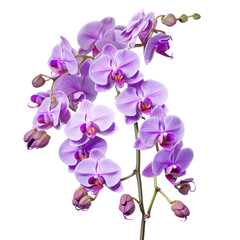 bouquet pink Cattleya Orchid: Mature charm