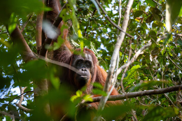 Orangutan in Borneo, Tanjung Puting National Park