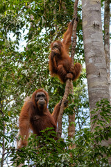 Orangutan in Borneo, Tanjung Puting National Park