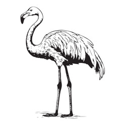 Fototapeta premium Flamingo hand drawn vector illustration realistic sketch