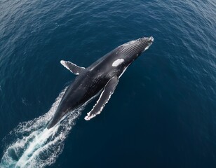 Naklejka premium Aerial view of humpback whale diving in ocean