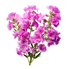 close-up view. bouquet of pink Matthiola (Stock) flowers.