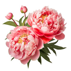  Drawing a flower bouquet for the bride, a beautiful and vibrant peony flower arrangement in shades of pink. 