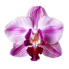 close-up view. Cattleya Orchid in shades of purple, white, and pink.