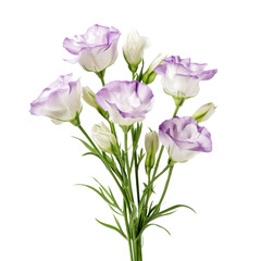 Eustoma (Lisianthus): Appreciation and charisma