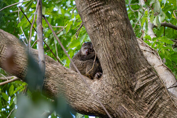 Cuscus bear sitting on a tree in Tangkoko National Park, Sulawesi