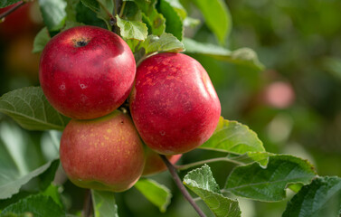 Bunch of organic red apples on a branch produced in a small family orchard. Local producers support concept. Delicious organic red apples. Apples background.