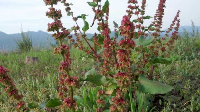 Close up shot of Rumex crispus, the curly dock plant in the hills of Uttarakhand with mountain landscapes in the background.