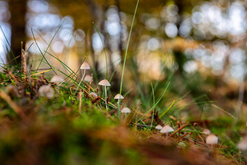 little mushroom in grass in forest - 708050128
