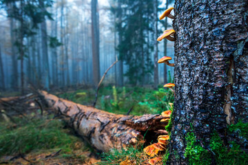 orange mushrooms on tree bark on misty morning - 708050143