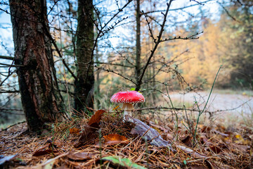 red amanita mushroom in forest - 708050146