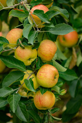 Fresh organic apples inside a countryside orchard. Healthy lifestyle concept. Red and yellow apples.