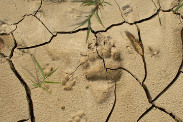 A brown bear (Ursus arctos) back foot footprint on dried ground. Brown bear footprint background. Ground texture.