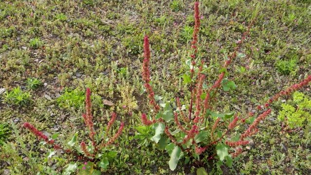 Close up shot of Rumex crispus, the curly dock plant in the hills of Uttarakhand with mountain landscapes in the background.