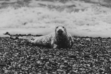 Naklejka premium Atlantic Grey Seals on East Anglia Beach