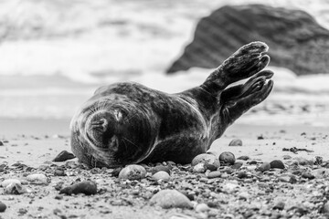 Atlantic Grey Seals on East Anglia Beach
