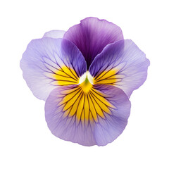Pansy: Thoughtfulness and remembrance (5)