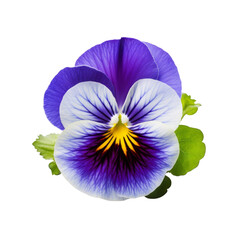 Pansy: Thoughtfulness and remembrance (2)