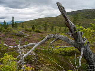 Wanderung im Skarvan og Roltdalen-Nationalpark