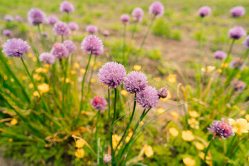 Purple onion flower close up photo made outside