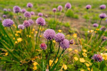 Purple onion flower close up photo made outside