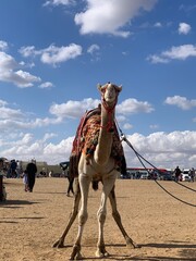 Egyptian giza camel, sunlight in Cairo, Egypt.
