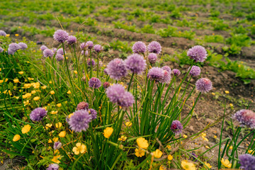 Purple onion flower close up photo made outside