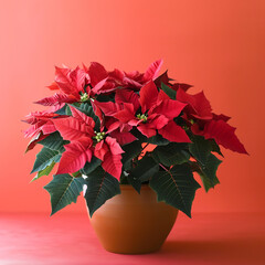 image of poinsettia flower on isolated plain background