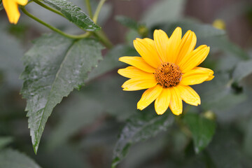 yellow chamomile flowers in the garden. yellow daisy on a beautiful blurred green background, close-up. yellow flowers on the flowerbed. floral background. bright chamomile isolated, Rudbeckia Hirta