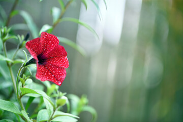 beautiful red flower. flowers in the spring park. plants in a country garden. beautiful flowers,...