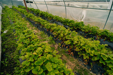 Hothouse used for growing strawberries in Ushuaia, Argentina