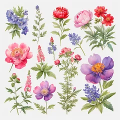 Foto op Plexiglas set of watercolor painted flowers © Алена Харченко