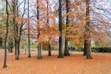 Fototapeta na wymiar Tranquil autumn park scene with falling leaves.