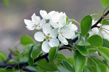 pear flowers. blooming tree in the garden. white delicate flowers and green and young leaves. Malinae. Branches of flowering pears, spring time. close-up. pear in the forest