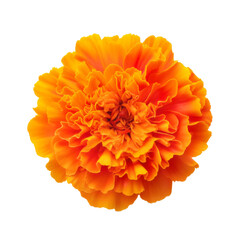 deep yellow Marigold: Devotion and passion.